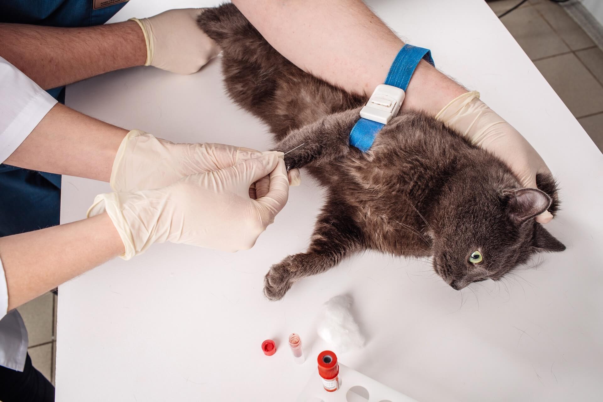 Pet Labwork In El Cajon, CA 20   Animal Care Clinic