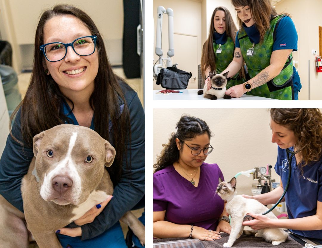 Best Vet Hospital In El Cajon, CA | Animal Care Clinic