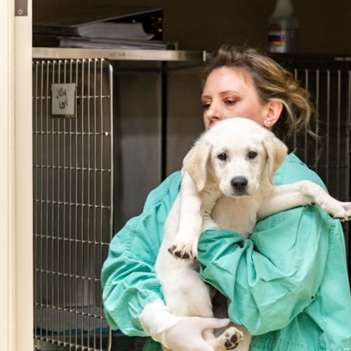 a veterinarian gently holding a dog